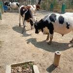 Adrian Torres Profile Picture